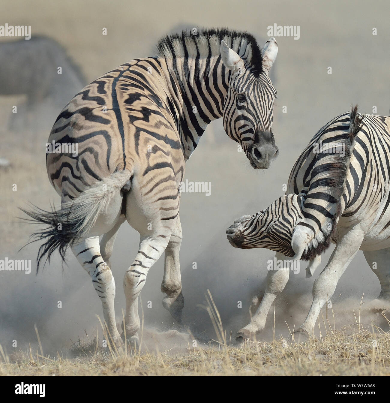 Two burchell's zebra fighting hires stock photography and images Alamy