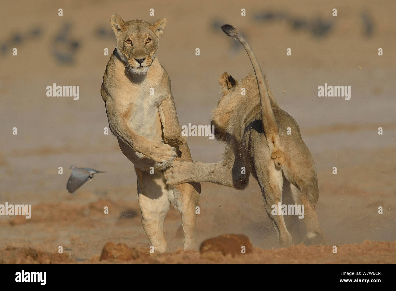 Two female Lions (Panthera leo) play fighting, Etosha National Park, Namibia, July. Stock Photo