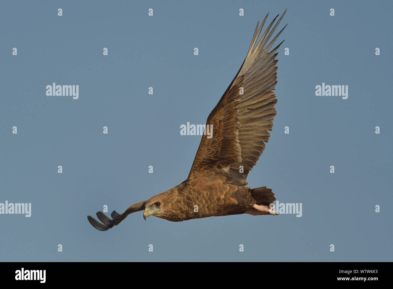 Bird young africa raptor terathopius ecaudatus hi-res stock photography ...