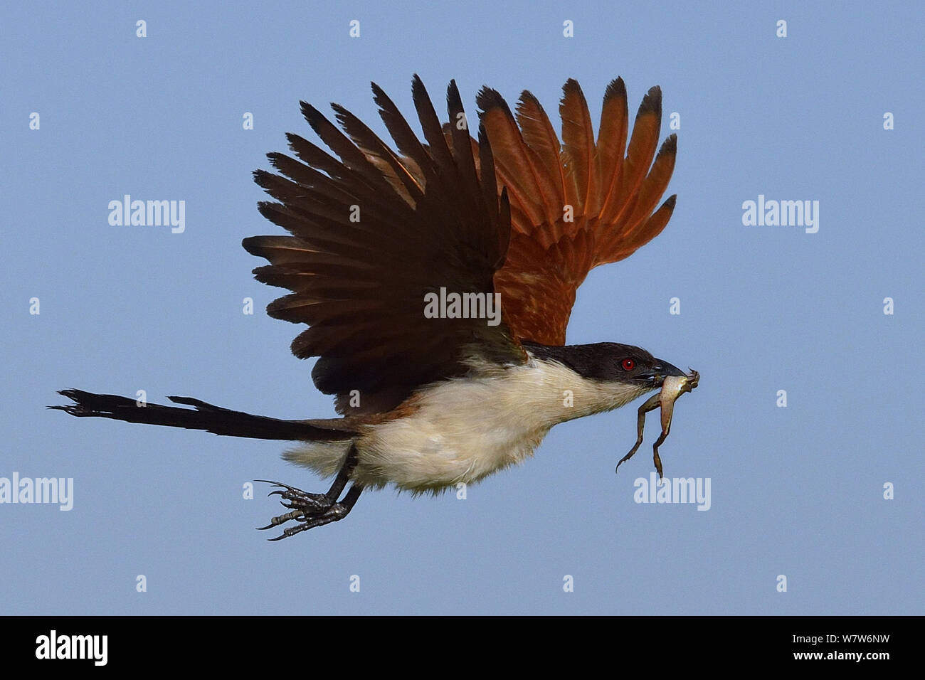 Coppery-tailed coucal (Centropus cupreicaudus) in flight with frog prey ...