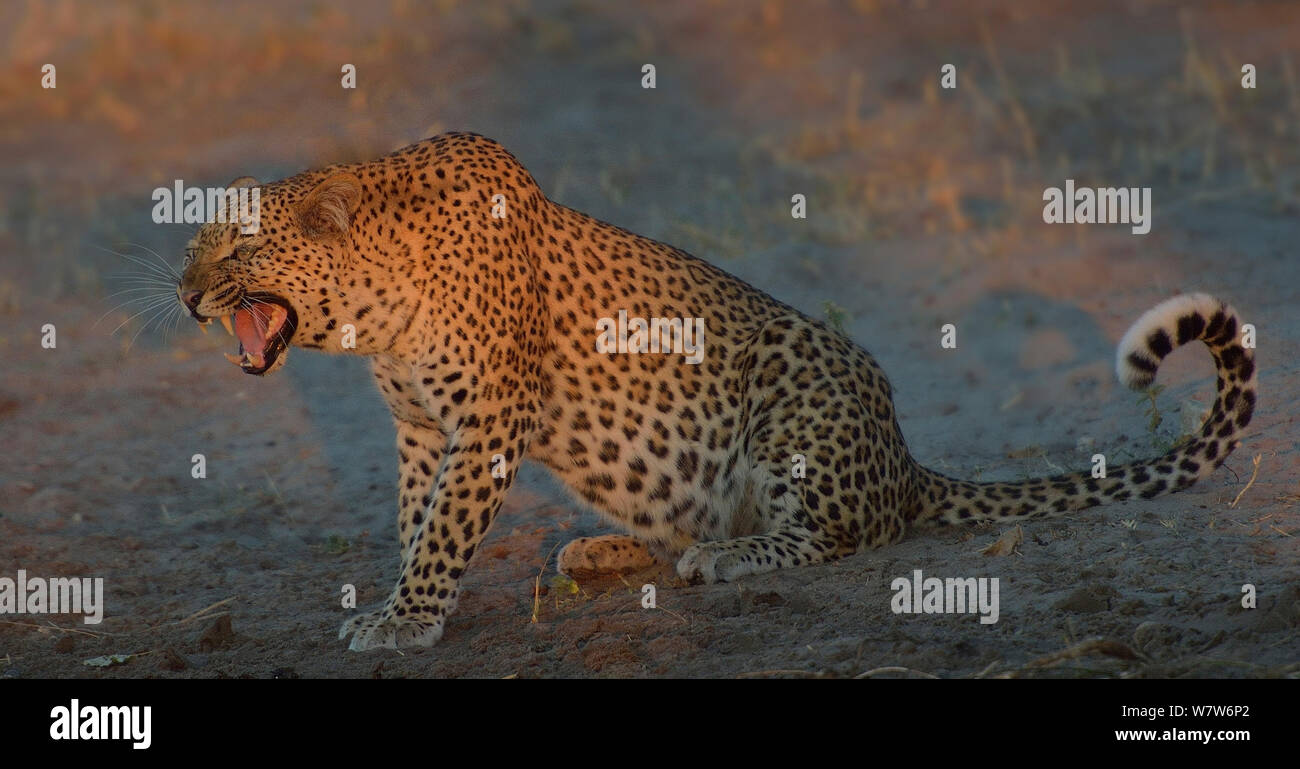 Female Leopard (Panthera pardus) snarling, Chobe River, Botswana, April. Stock Photo