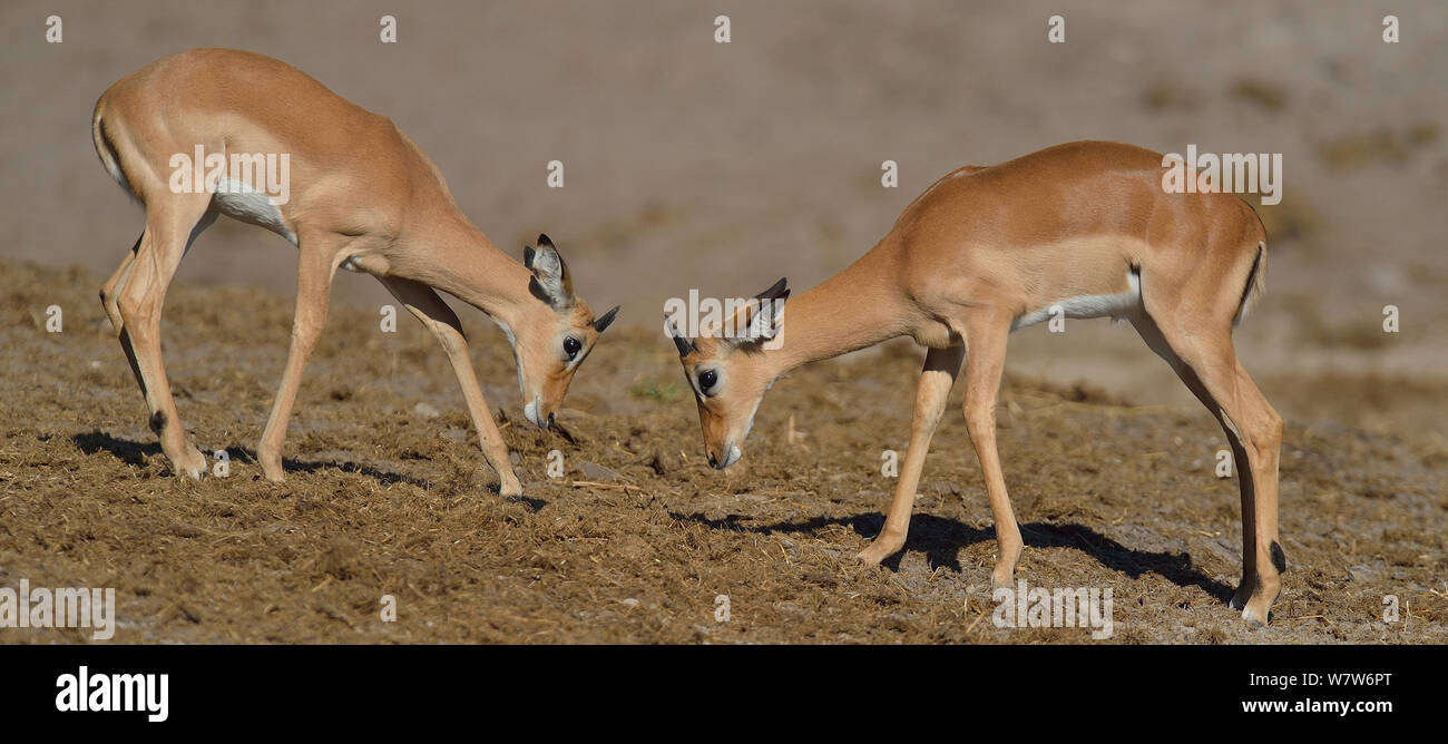 Two Rams Battleing Two rams fighting hi-res stock photography and images - Alamy