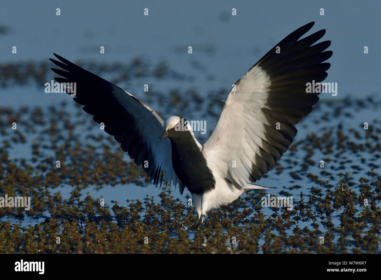Blacksmith lapwing / plover (Vanellus armatus) displaying aggression