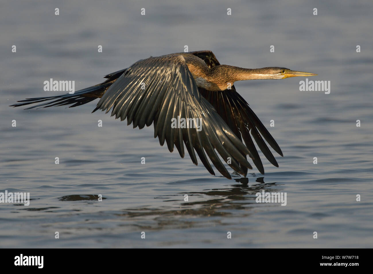 Anhinga melanogaster rufa hi-res stock photography and images - Alamy
