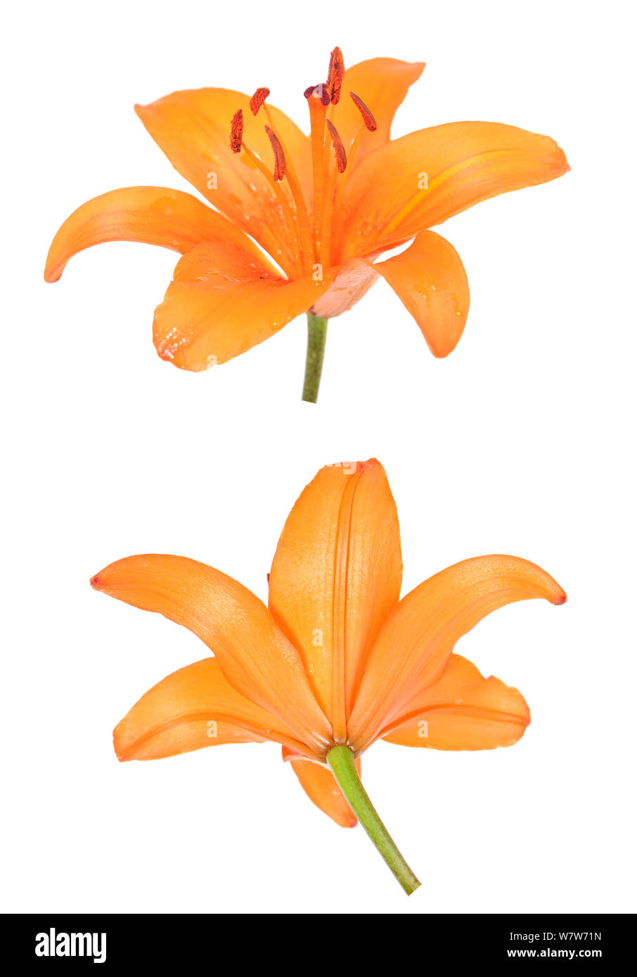 orange lily flower isolated on white background Stock Photo Alamy