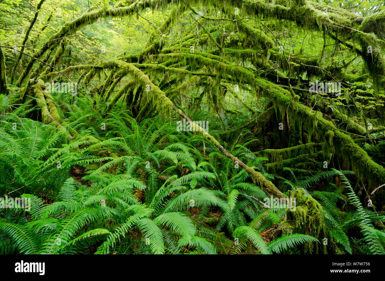 Temperate rainforest with Vine maple (Acer circinatum) and fern, Golden Ears provincial park, British Columbia, Canada, July. Stock Photo