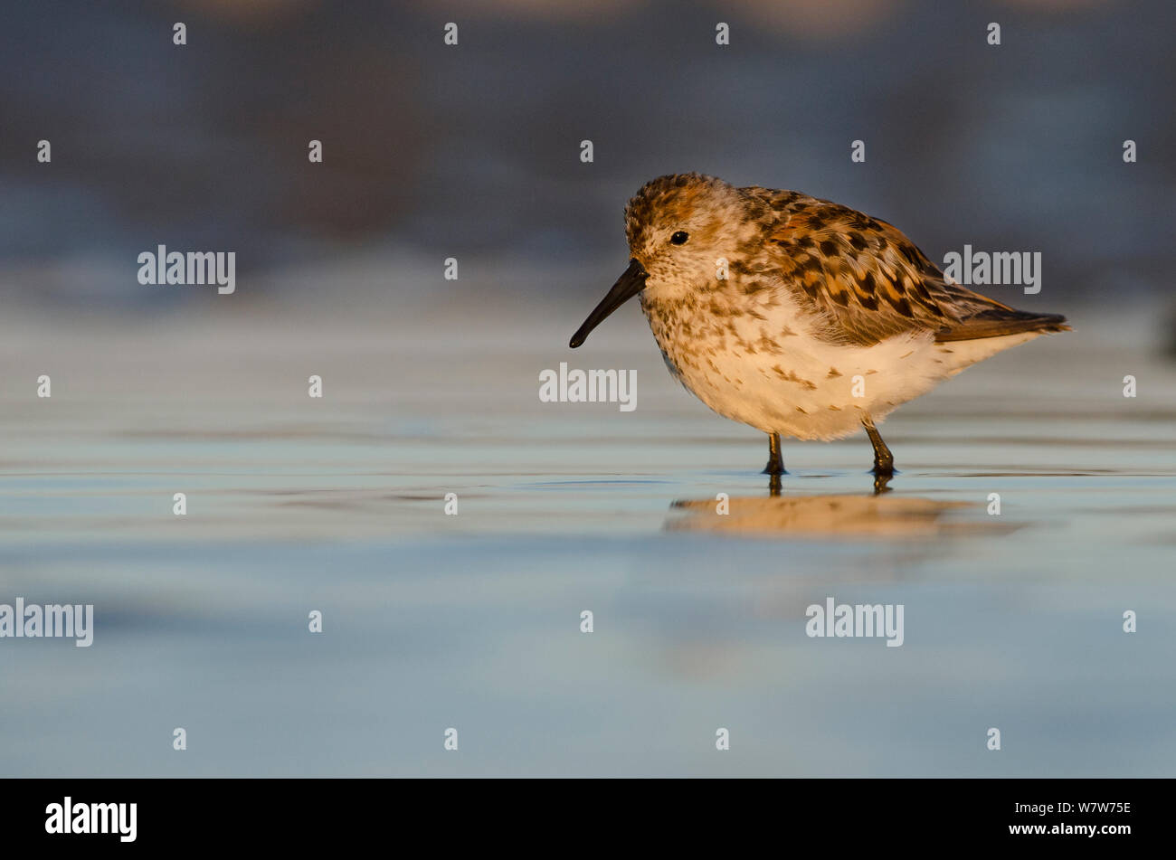 Western sandpiper (Calidris mauri) foraging on a beach at sunset, Vancouver Island, British Columbia, Canada, July. Stock Photo