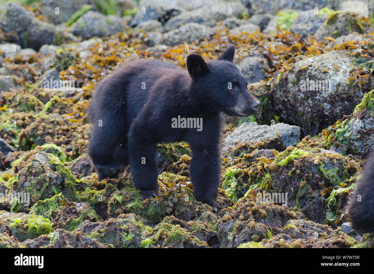 Black bear cub walking on hi-res stock photography and images - Alamy