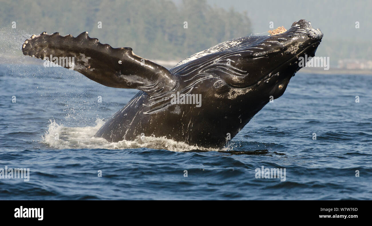 Humpback whale (Megaptera novaeangliae) adult breaching, Vancouver Island, British Columbia, Canada, July. Stock Photo