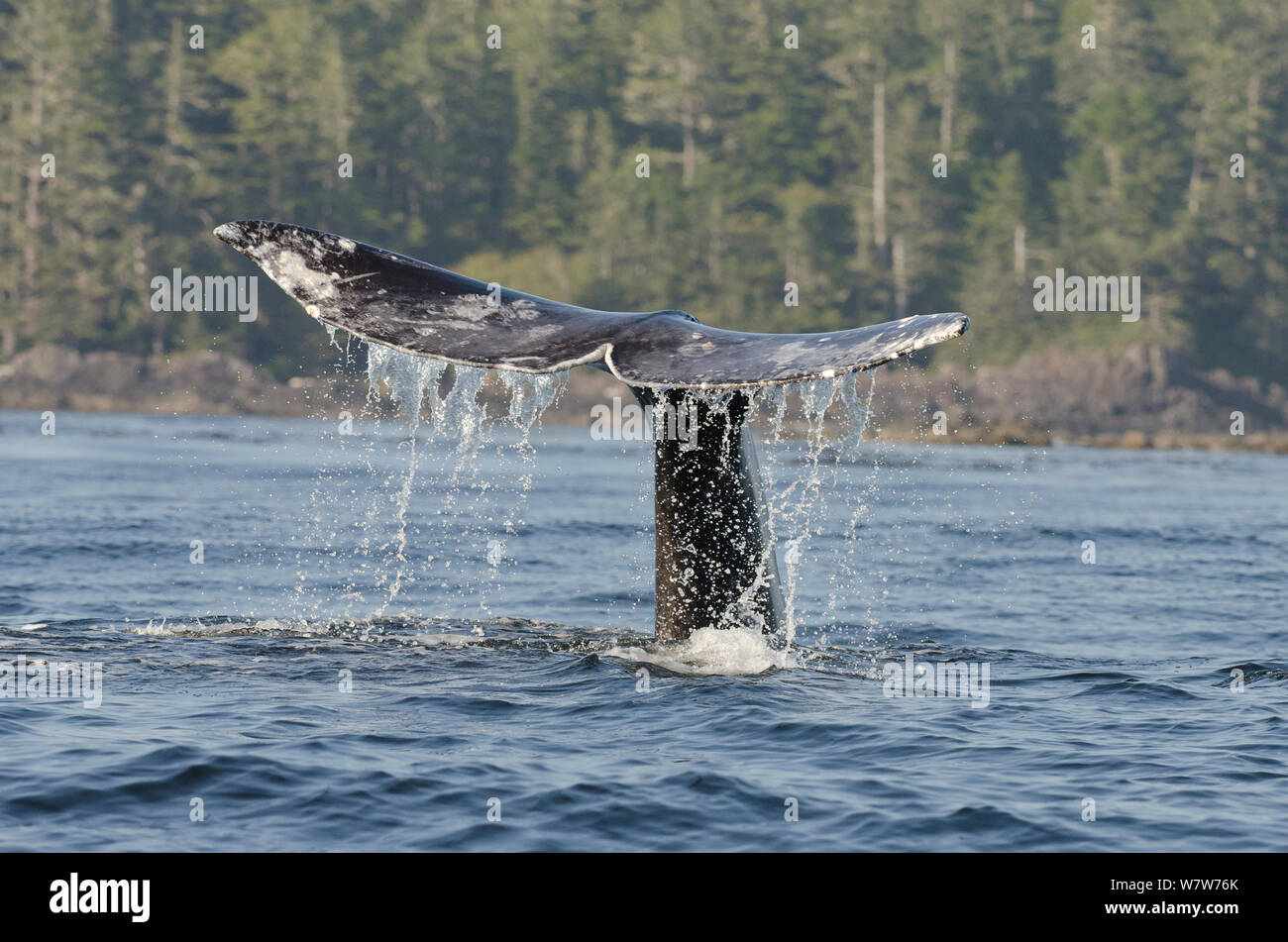 Above water whale wildlife hi-res stock photography and images - Alamy