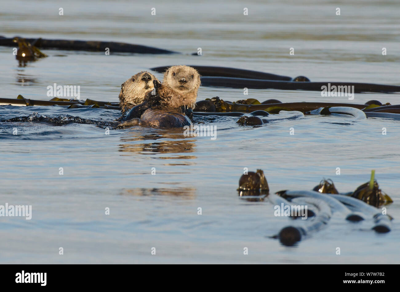 Northern sea otter (Enhydra lutris kenyoni) mother and pup amongst bull
