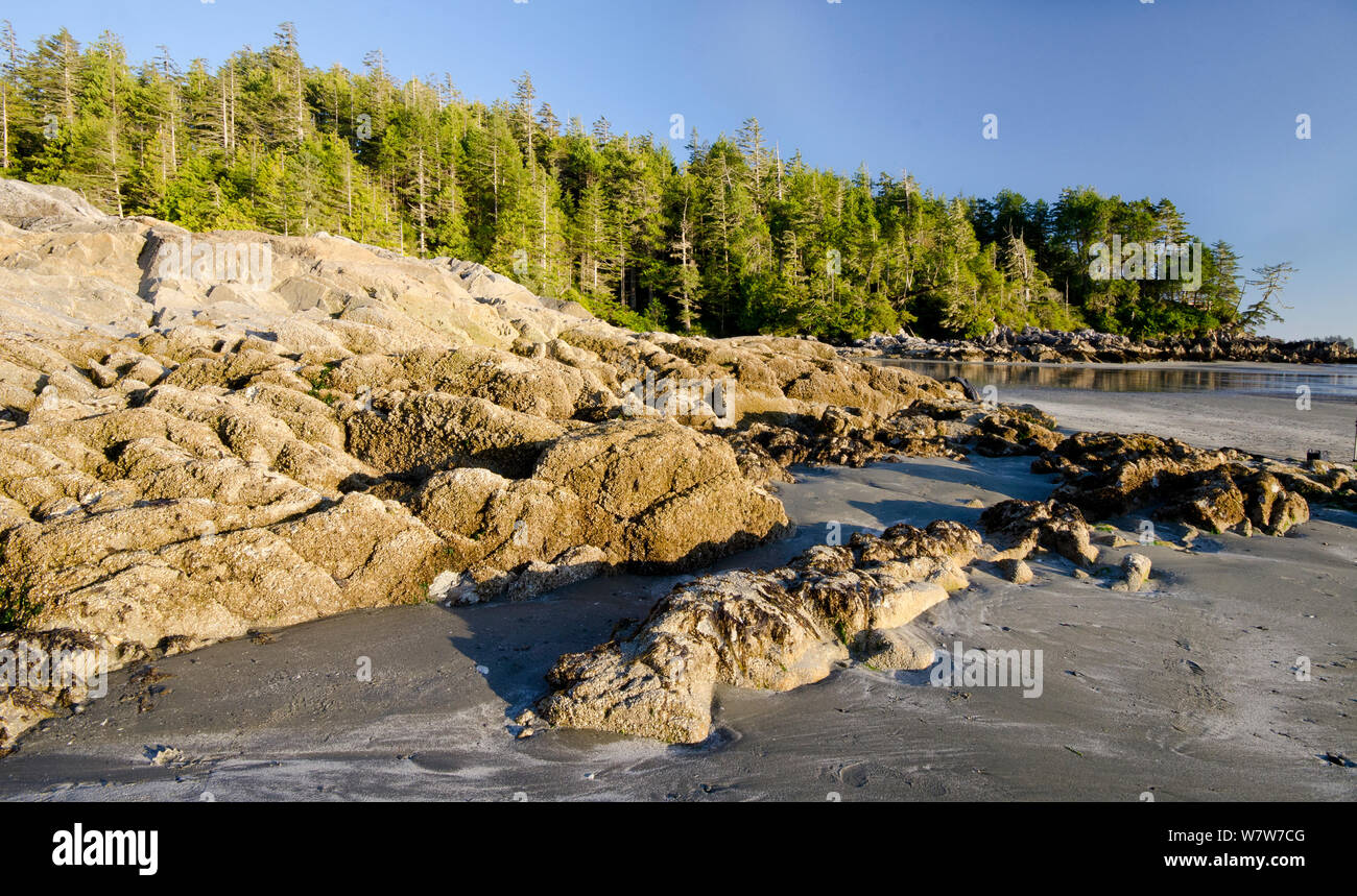 Coastline of Vancouver Island, British Columbia, Canada, July. Stock Photo