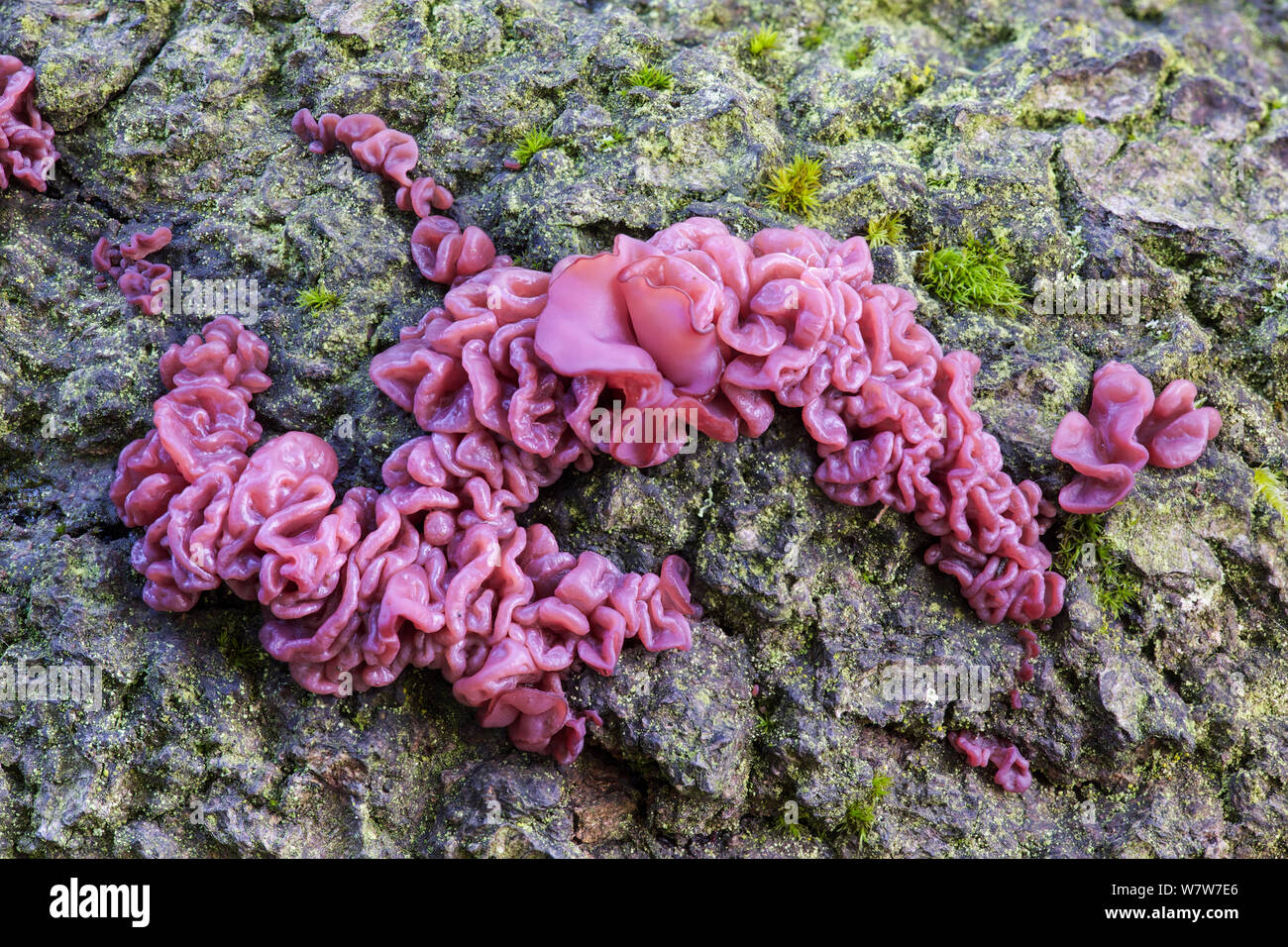 Purple jelly fungus (Ascotremella faginea) Derbyshire, England, UK, October. Stock Photo