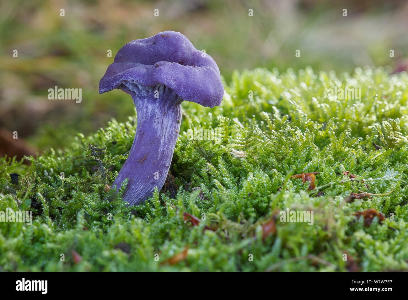 Amethyst deceiver toadstool (Laccaria amethystina), Derbyshire, UK. Stock Photo
