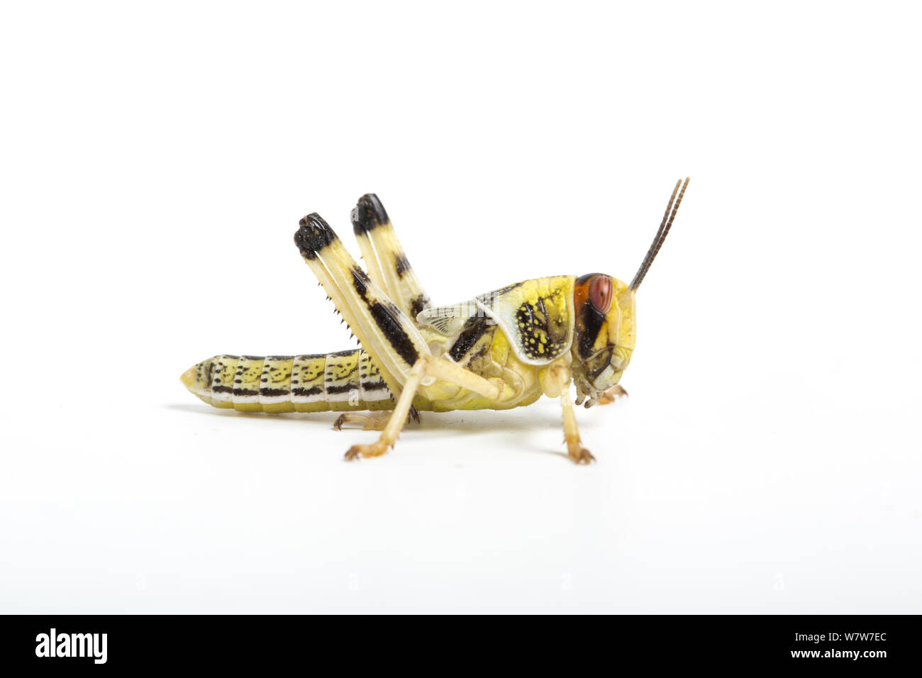 Desert locust nymph (Schistocerca gregaria) captive Stock Photo