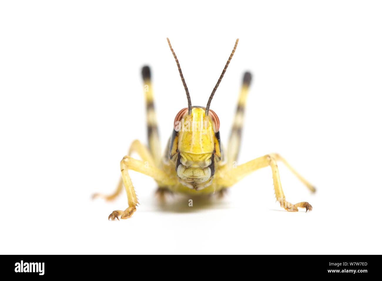 Desert locust nymph (Schistocerca gregaria) captive Stock Photo