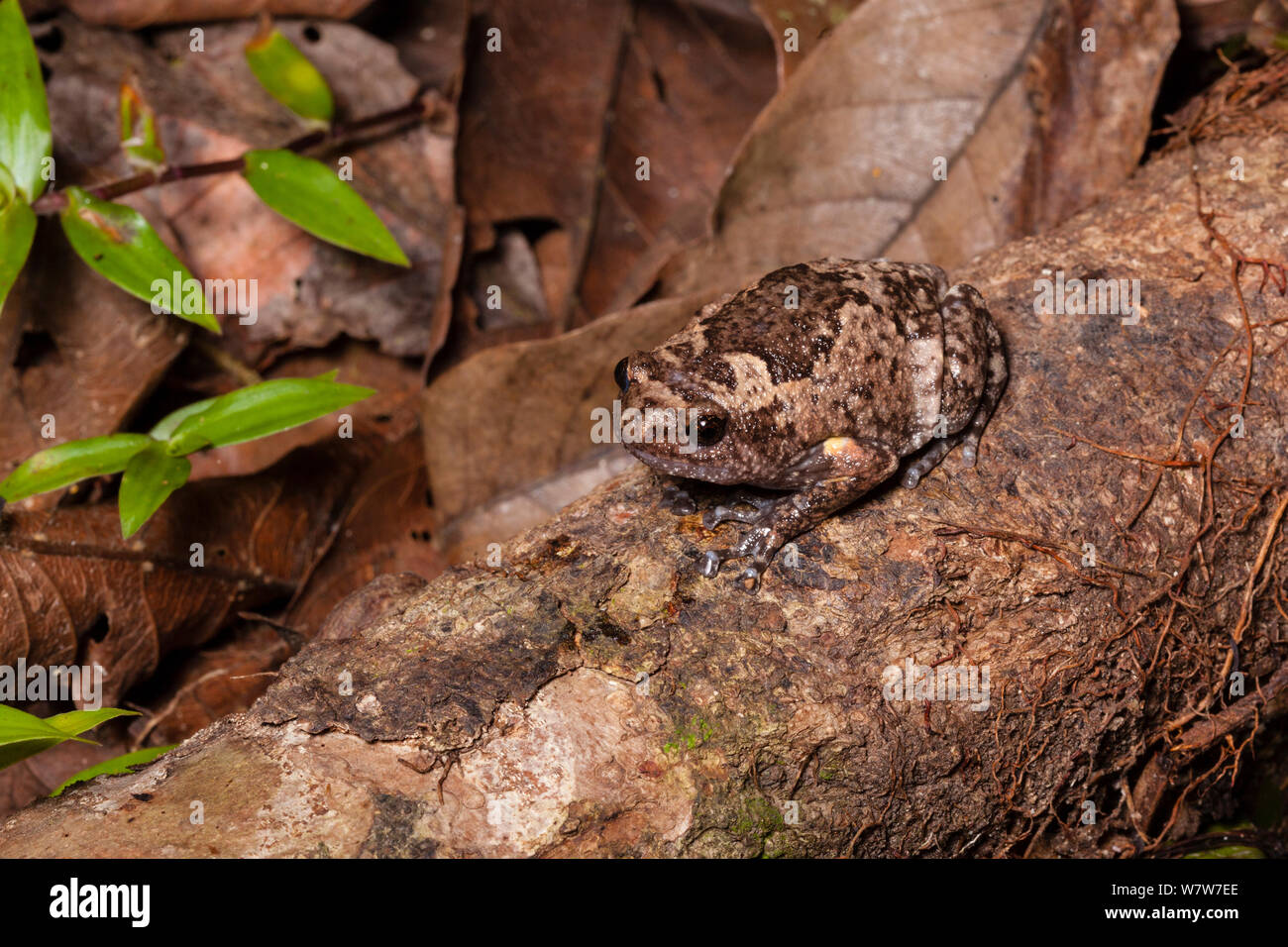 Brown bullfrog (Kaloula baleata) Sukau, Sabah, Malaysian Borneo. Stock Photo