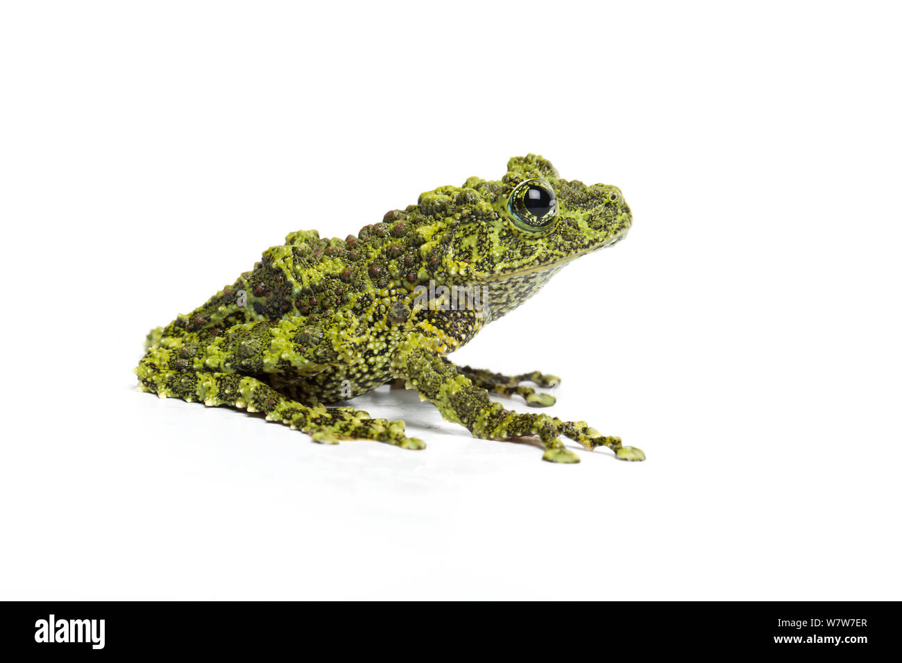 Mossy frog (Theloderma corticale) captive from Vietnam. Stock Photo