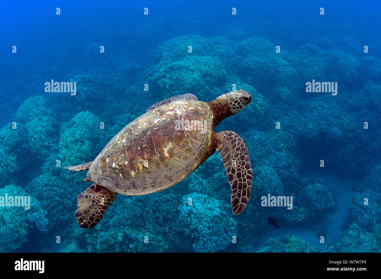 Hawaiian Green turtle (Chelonia mydas) swimming above a coral reef. Honolulu, Hawaii, May. Stock Photo