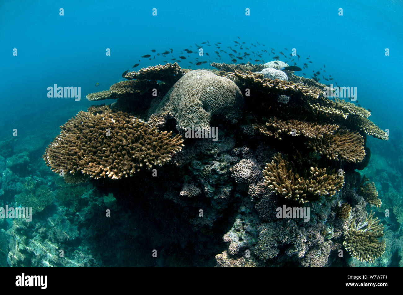 Corals (Acropora) with brain corals (Faviidae) protruding.  Karan Island, Saudi Arabia sector of the Arabian gulf Stock Photo