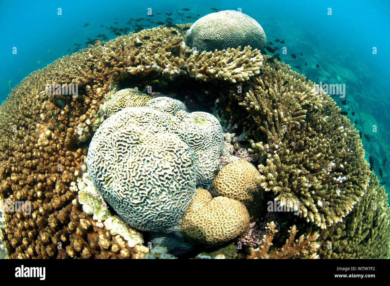 Corals (Acropora) with brain corals (Faviidae) protruding. Karan Island, Saudi Arabia sector of the Arabian gulf. Stock Photo