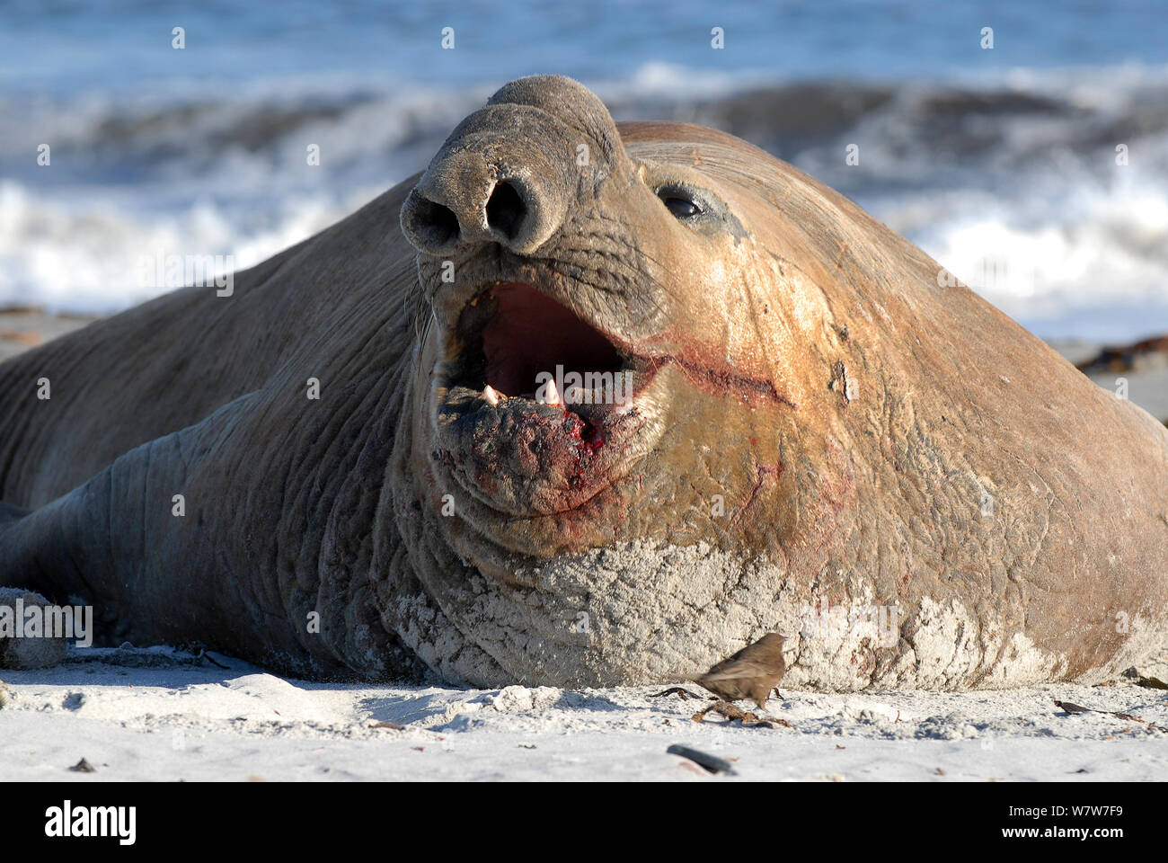 Southern elephant Seal (Mirounga leonina). Sea Lion Island. Falklands. Stock Photo