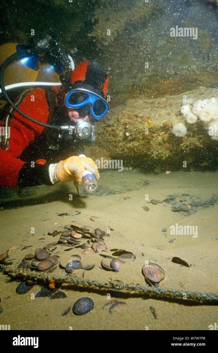 Diver examining English East India Company coins  from the wreck of the Admiral Gardner, wrecked 1809 on the Goodwin Sands, England, UK. Stock Photo