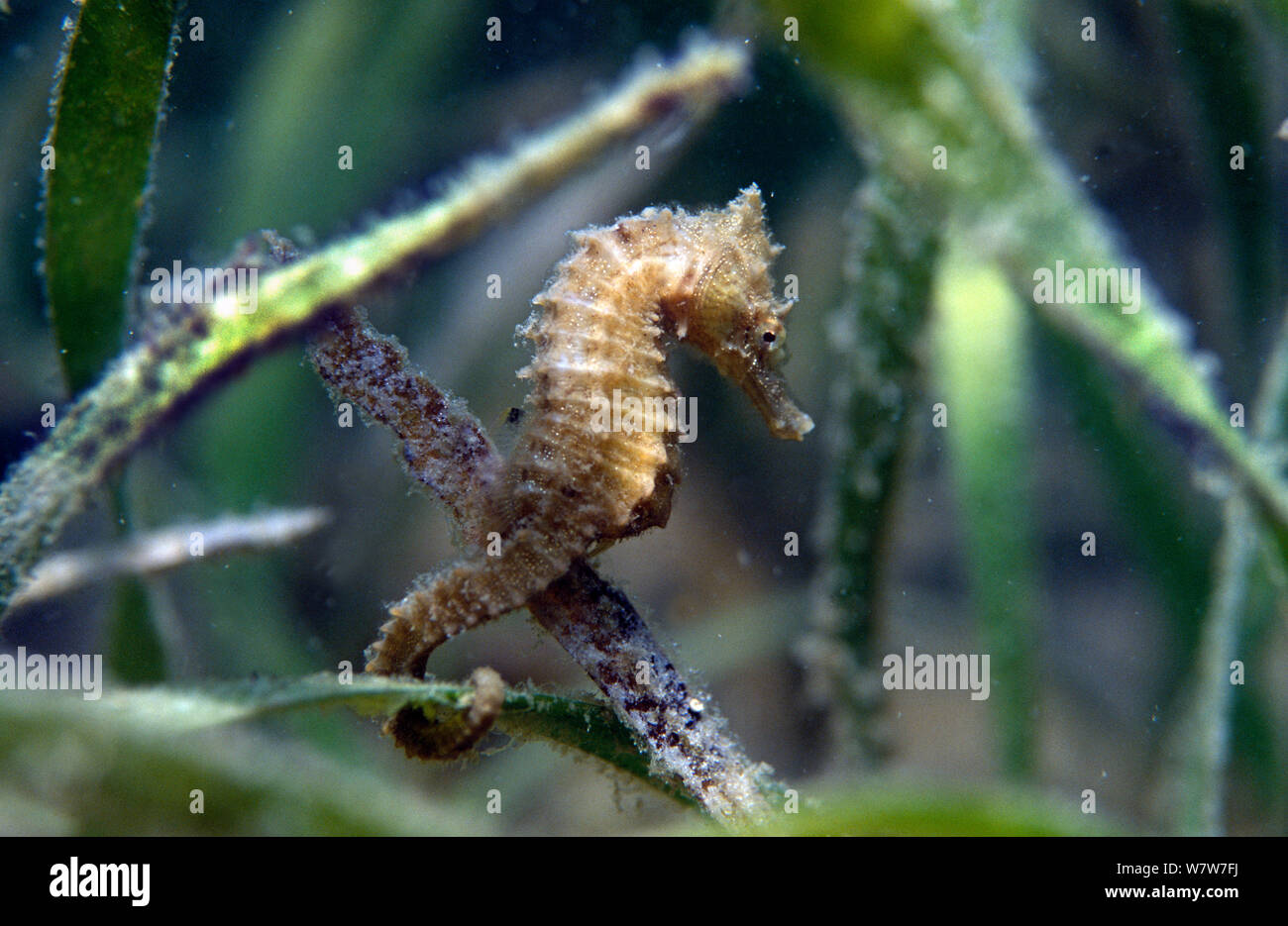 Thorny seahorse (Hippocampus histrix) found in sheltered lagoons and in seagrass. Indonesia. Stock Photo
