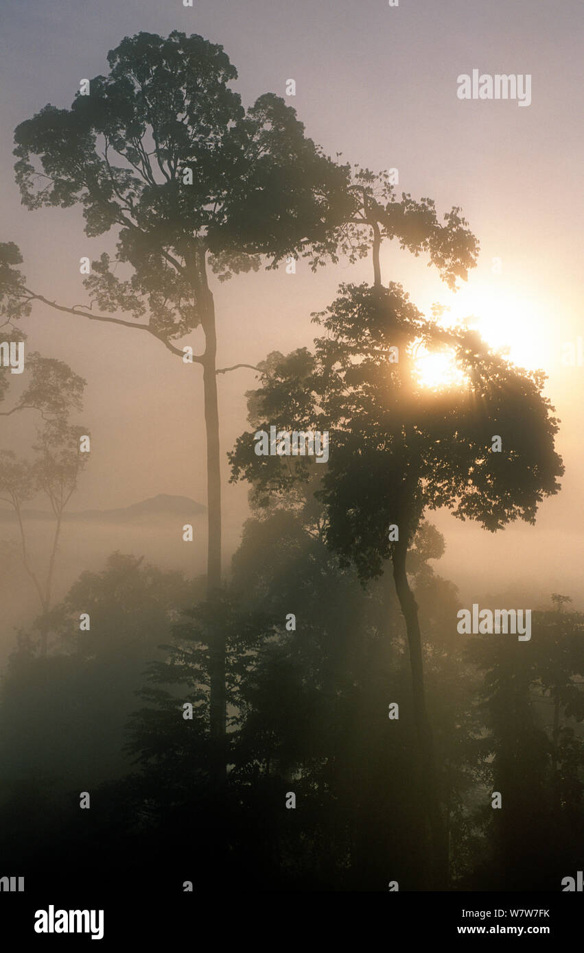 Rainforest canopy in early morning mist. Danum valley. Sabah. Stock Photo