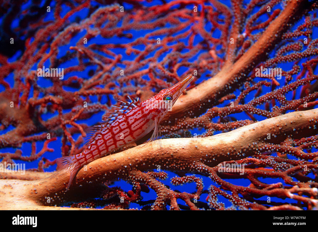 Longnose hawkfish (Oxycirrhites typus) on large gorgonian seafan. West New Britain. Stock Photo