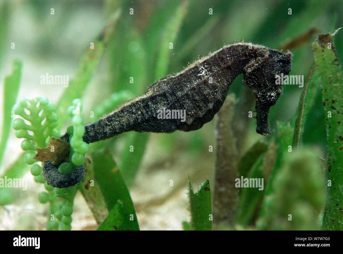 Spotted seahorse (Hippocampus kuda) in seagrass. Micronesia. Western Pacific. Stock Photo