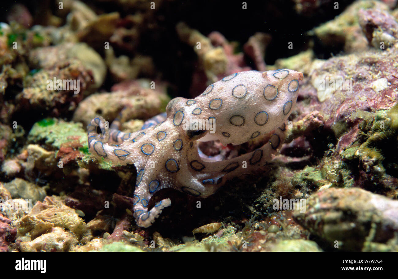Blue-ringed octopus (Hapalochlaena) Sulu Sea, Philippines. Stock Photo