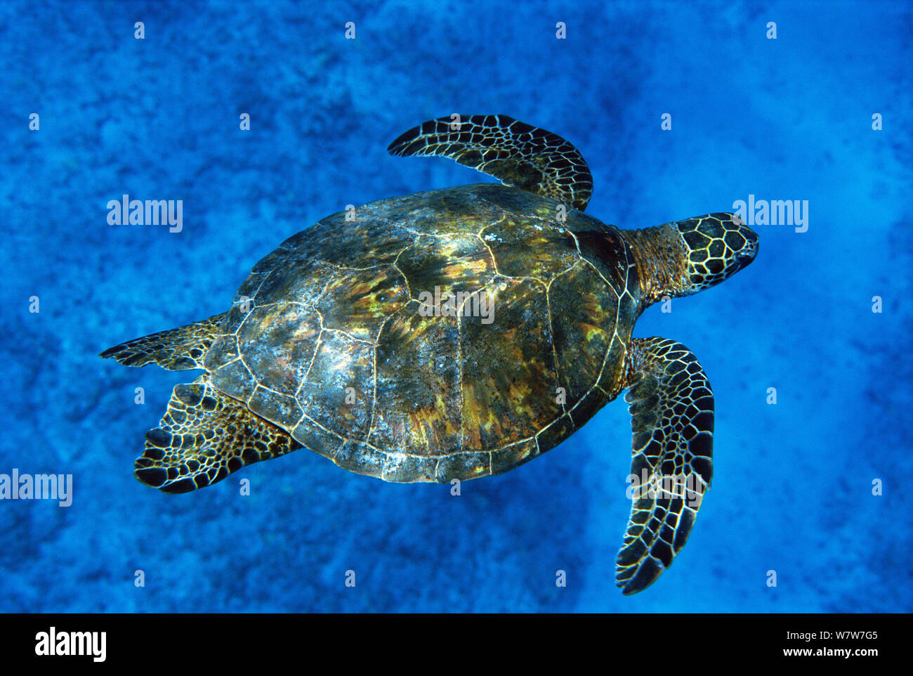 Hawaiin Green turtle (Chelonia mydas) beneath the surface, Midway atoll. Central Pacific. Stock Photo