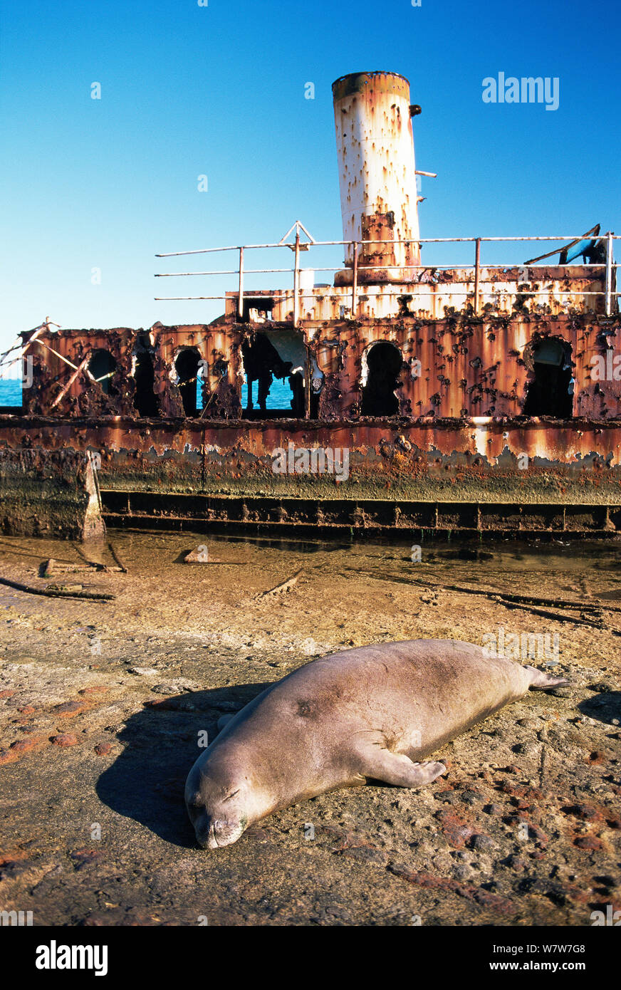 Hawaiian Monk seal (Monachus schauinslandi) sleeping on the deck of a wrecked barge. Midway atoll. Central Pacific. Stock Photo