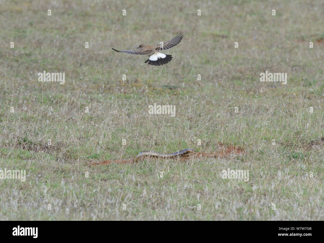 Cape Cobra (Naja nivea) hunting, mobbed by Capped wheatear (Oenanthe pileata) deHoop Nature Reserve, Western Cape, South Africa, December. Stock Photo