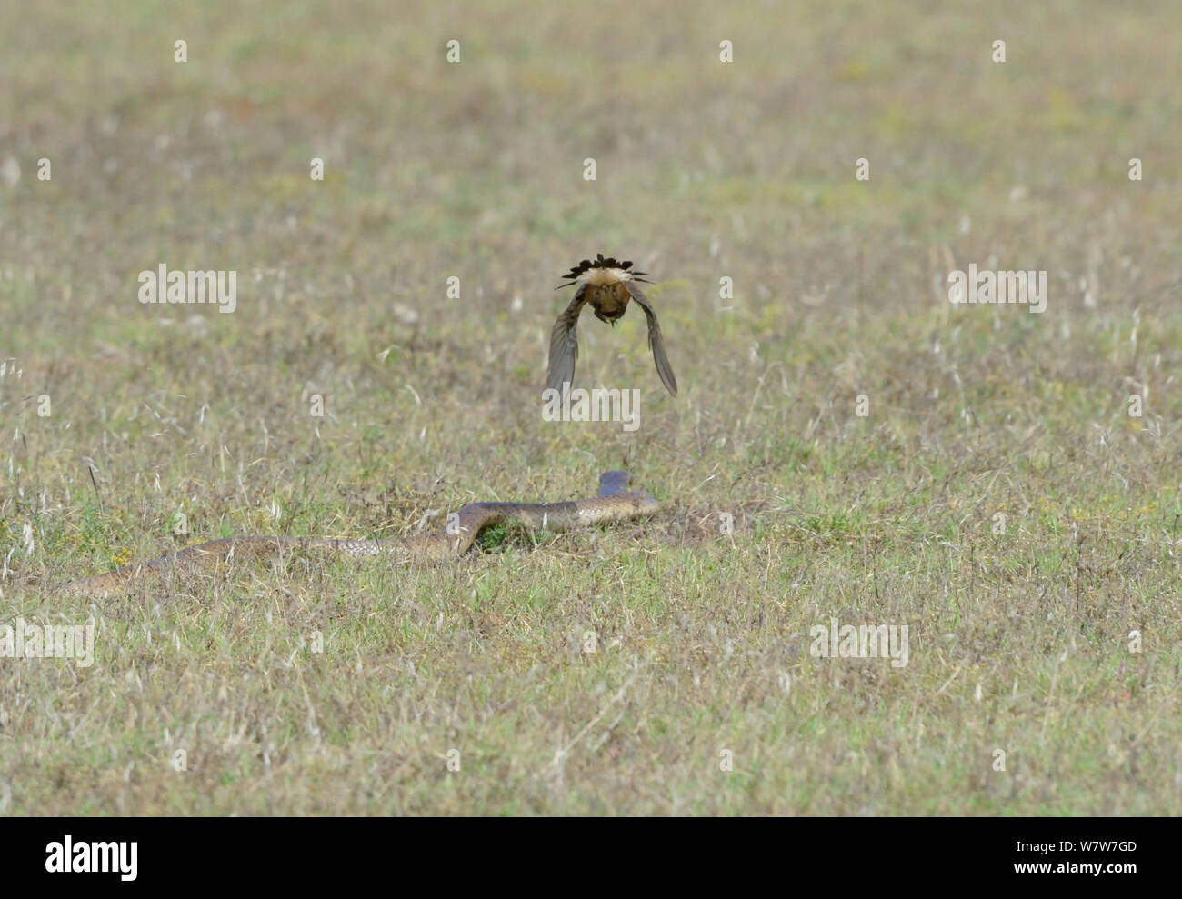 Cape Cobra (Naja nivea) hunting, mobbed by Capped wheatear (Oenanthe pileata) deHoop Nature Reserve, Western Cape, South Africa, December. Stock Photo