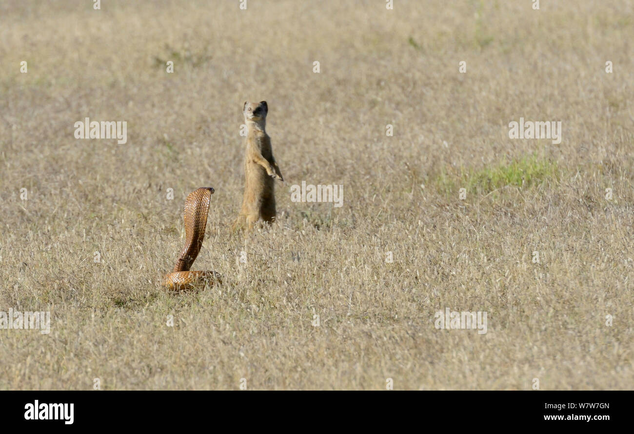 Cape cobra (Naja nivea) hunting and curious Yellow mongoose (Cynictis penicillata) deHoop Nature Reserve, Western Cape, South Africa, December. Stock Photo