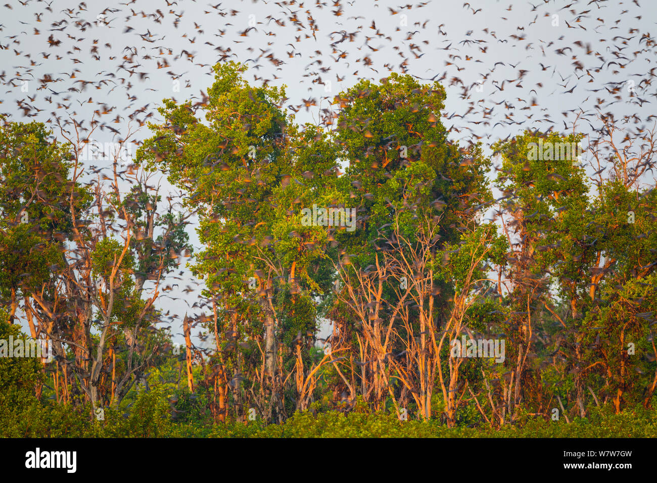 Large group of Straw-coloured fruit bats (Eidolon helvum) in flight during migration, Kasanka National Park, Serenje, Zambia, Africa Stock Photo