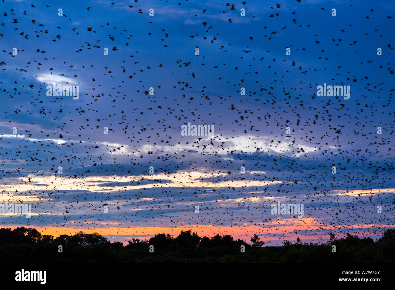 Large group of Straw-coloured fruit bats (Eidolon helvum) in flight at dawn during migration, Kasanka National Park, Serenje, Zambia, Africa Stock Photo