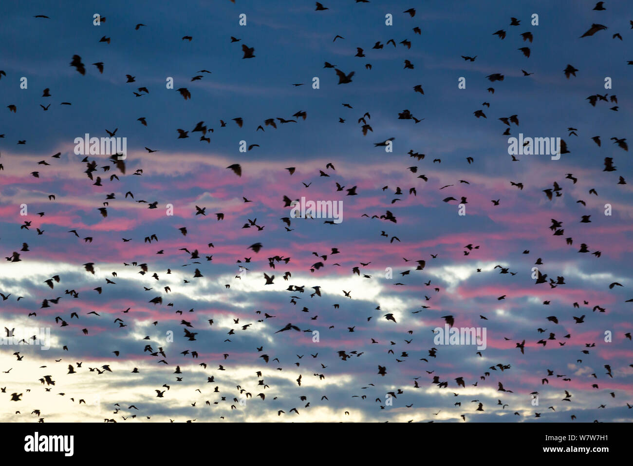 Large group of Strawcoloured fruit bats (Eidolon helvum) in flight at