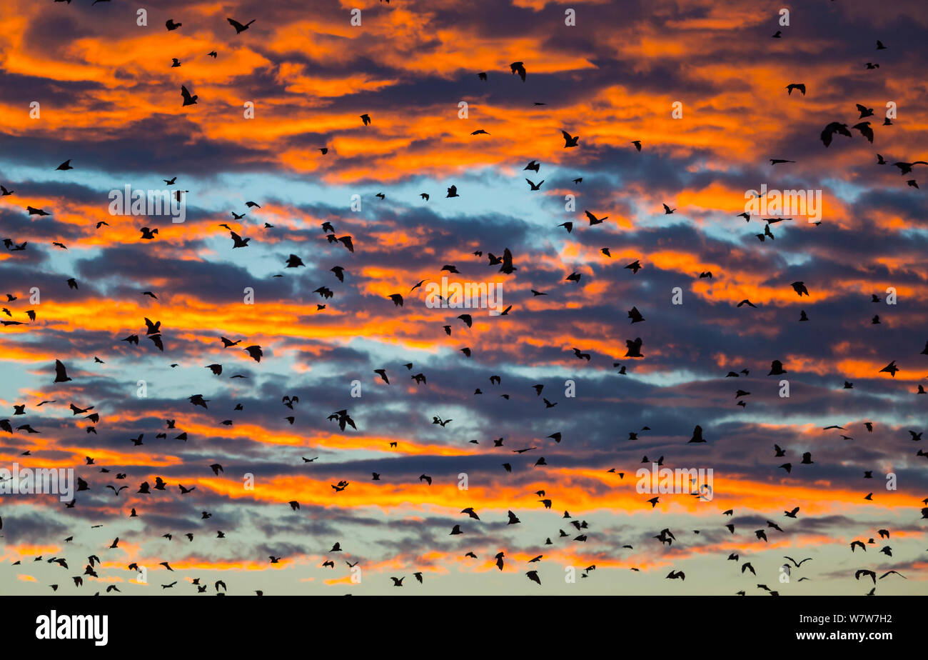 Large group of Straw-coloured fruit bats (Eidolon helvum) in flight at dawn during migration, Kasanka National Park, Serenje, Zambia, Africa Stock Photo