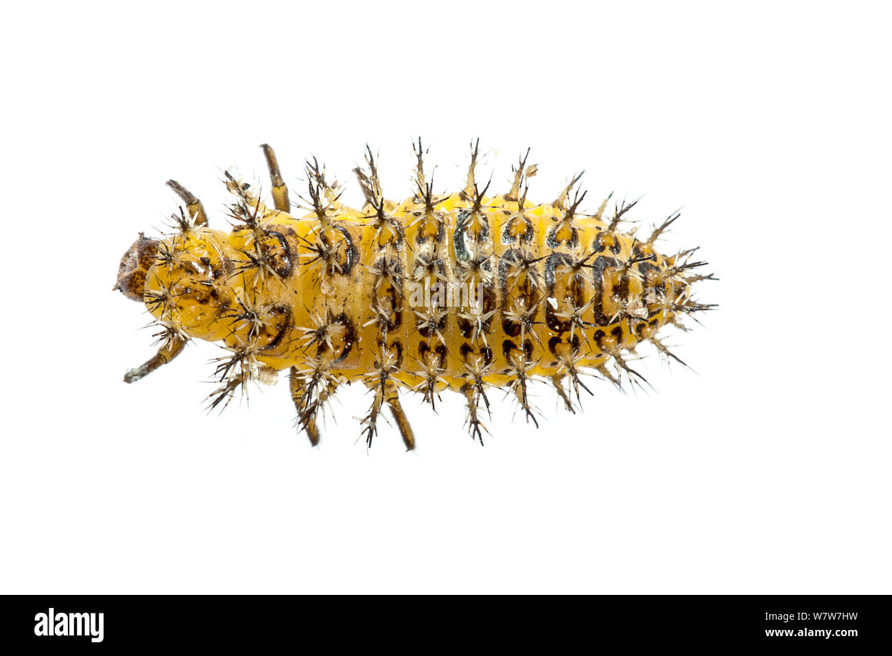 Ladybird (Coccinellidae) larva, Crete, Greece, February. Meetyourneighbours.net project. Stock Photo