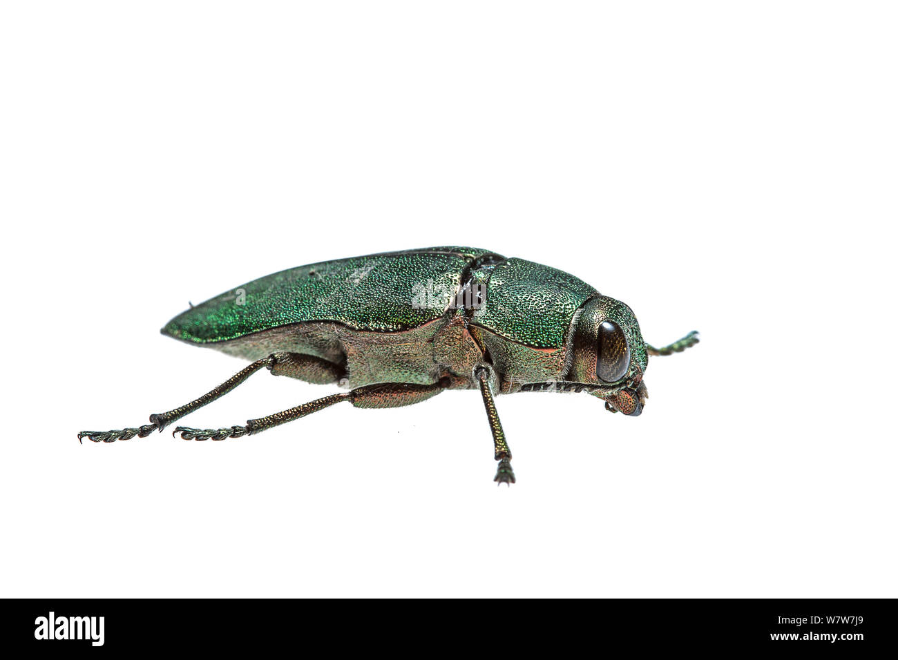 Jewel beetle (Buprestidae) Crete, Greece. Meetyourneighbours.net project. Stock Photo