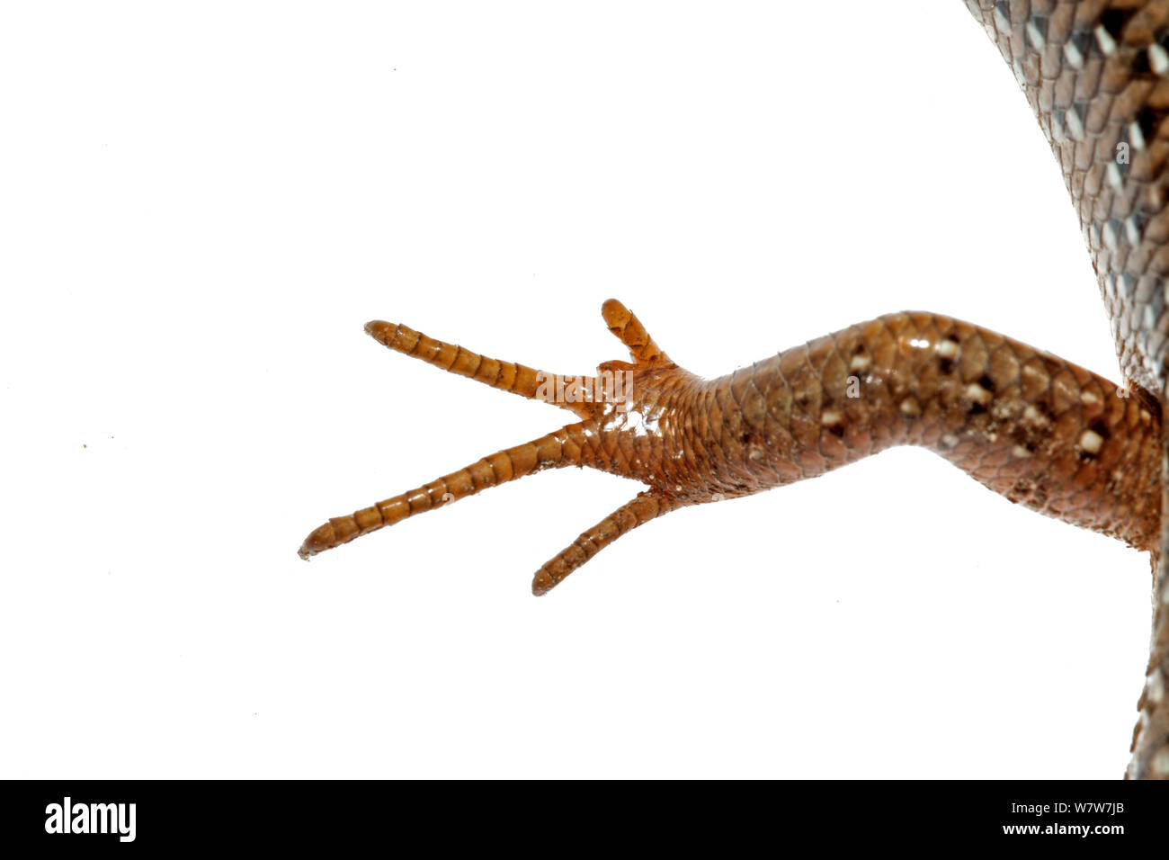 Close up of leg of Ocellated Skink (Chalcides ocellatus) Crete, Greece. Meetyourneighbours.net project. Stock Photo