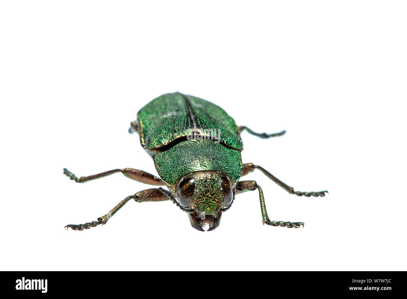 Jewel beetle (Buprestidae) Crete, Greece. Meetyourneighbours.net project. Stock Photo