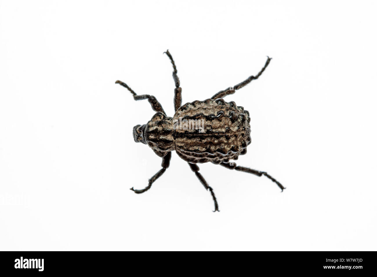 Weevil (Brachycerus) Crete, Greece. Meetyourneighbours.net project. Stock Photo