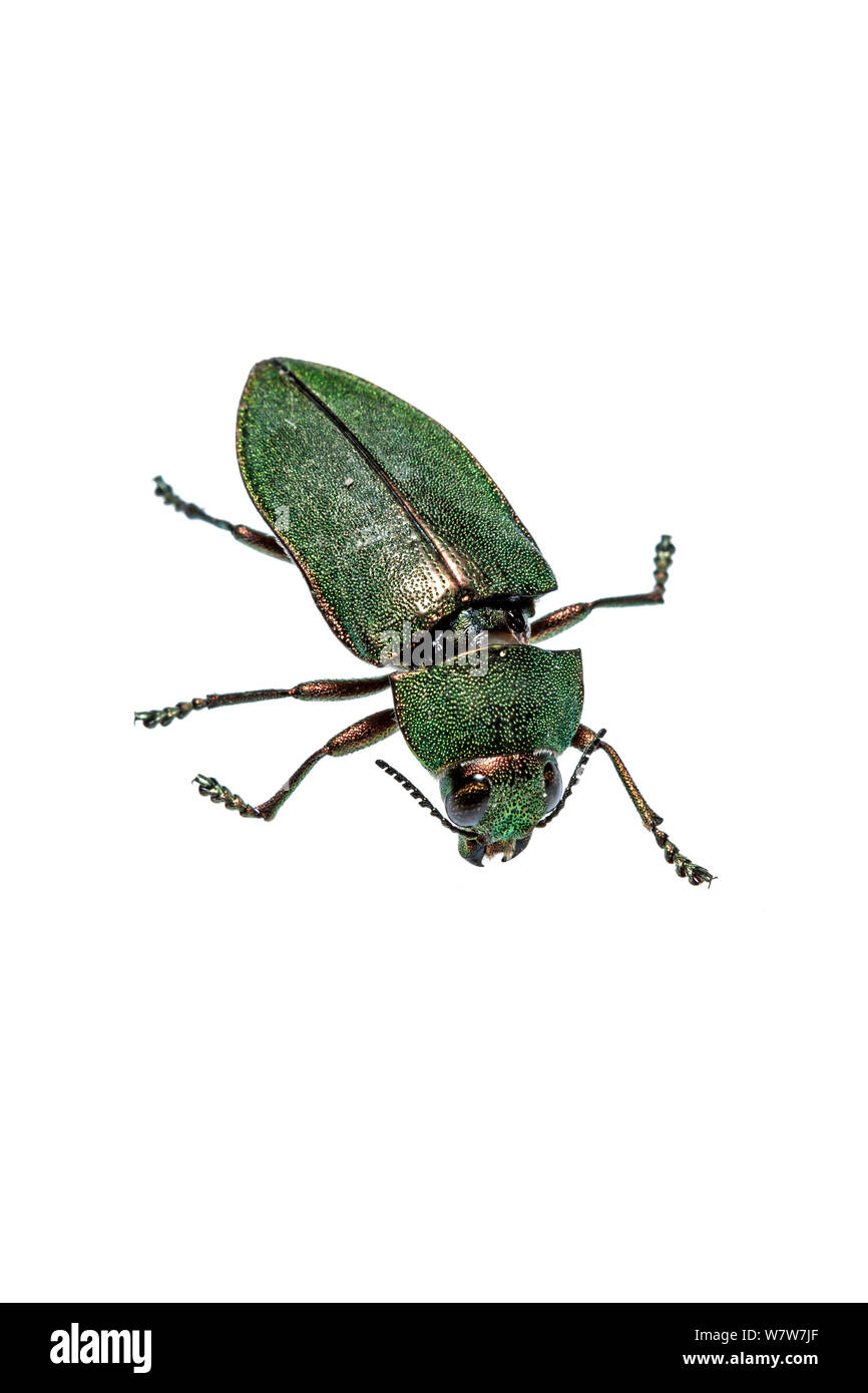 Jewel beetle (Buprestidae) Crete, Greece. Meetyourneighbours.net project. Stock Photo