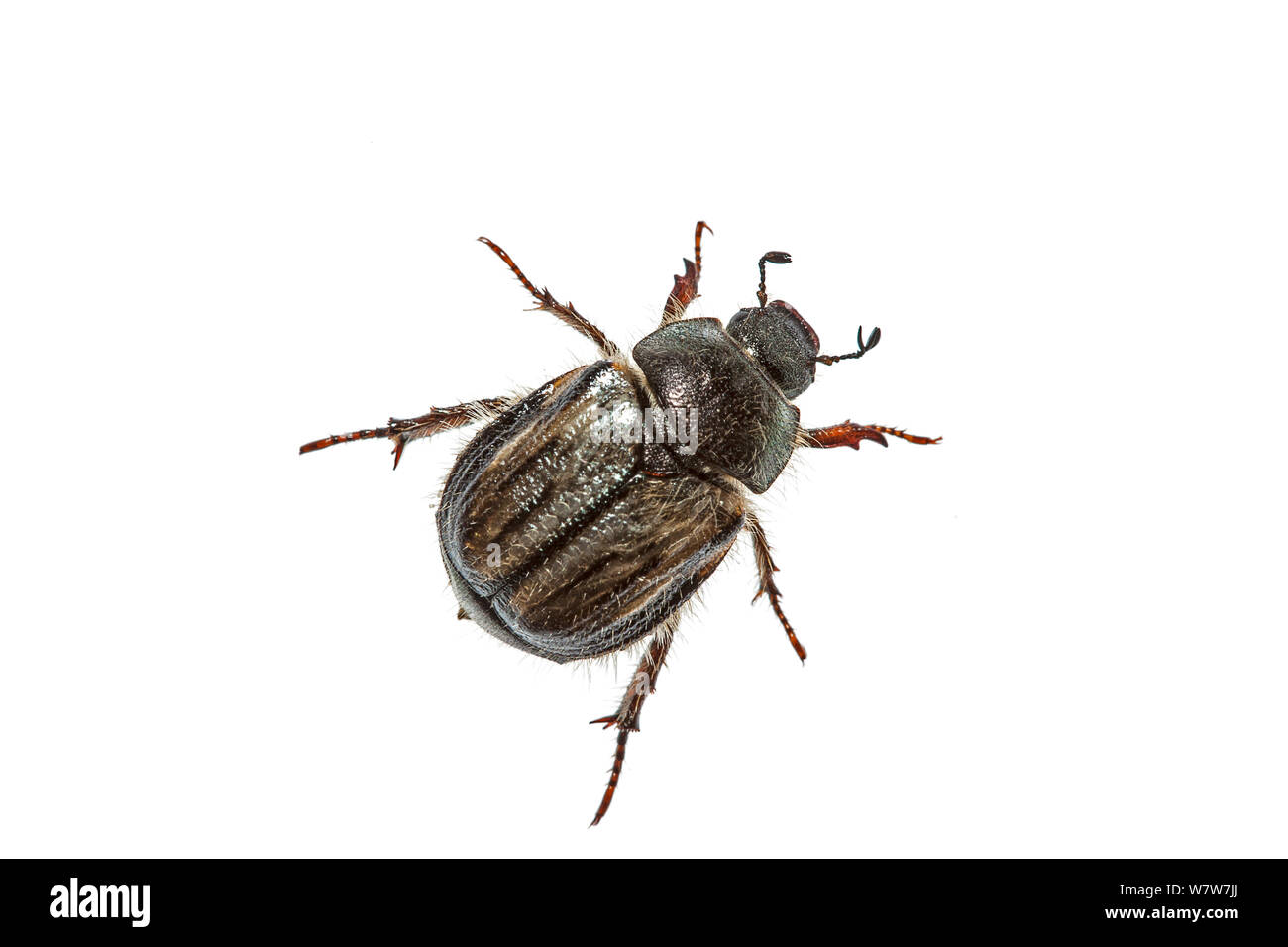 Beetle (Coleoptera) Crete, Greece. Meetyourneighbours.net project. Stock Photo