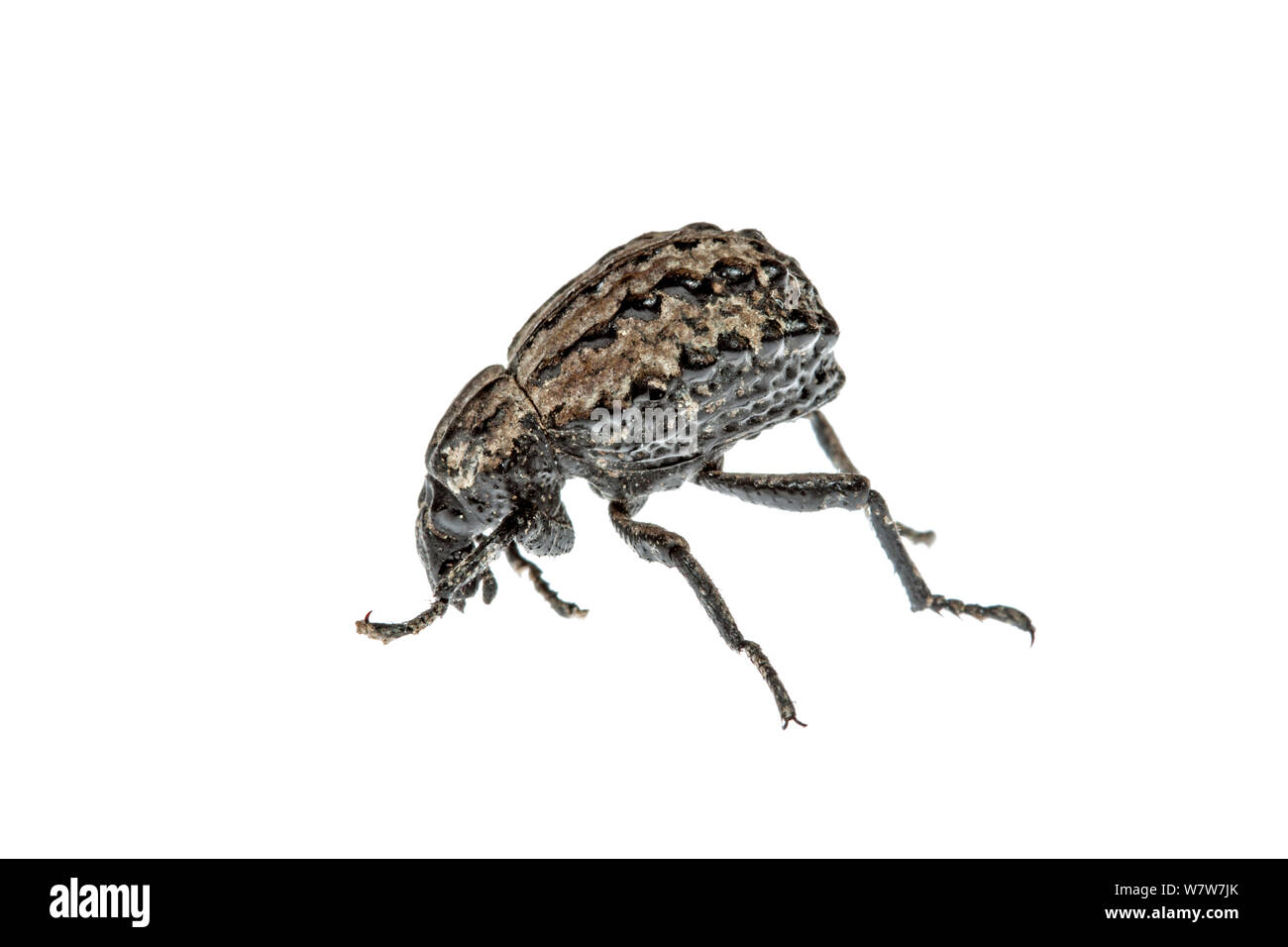 Weevil (Brachycerus) Crete, Greece. Meetyourneighbours.net project. Stock Photo