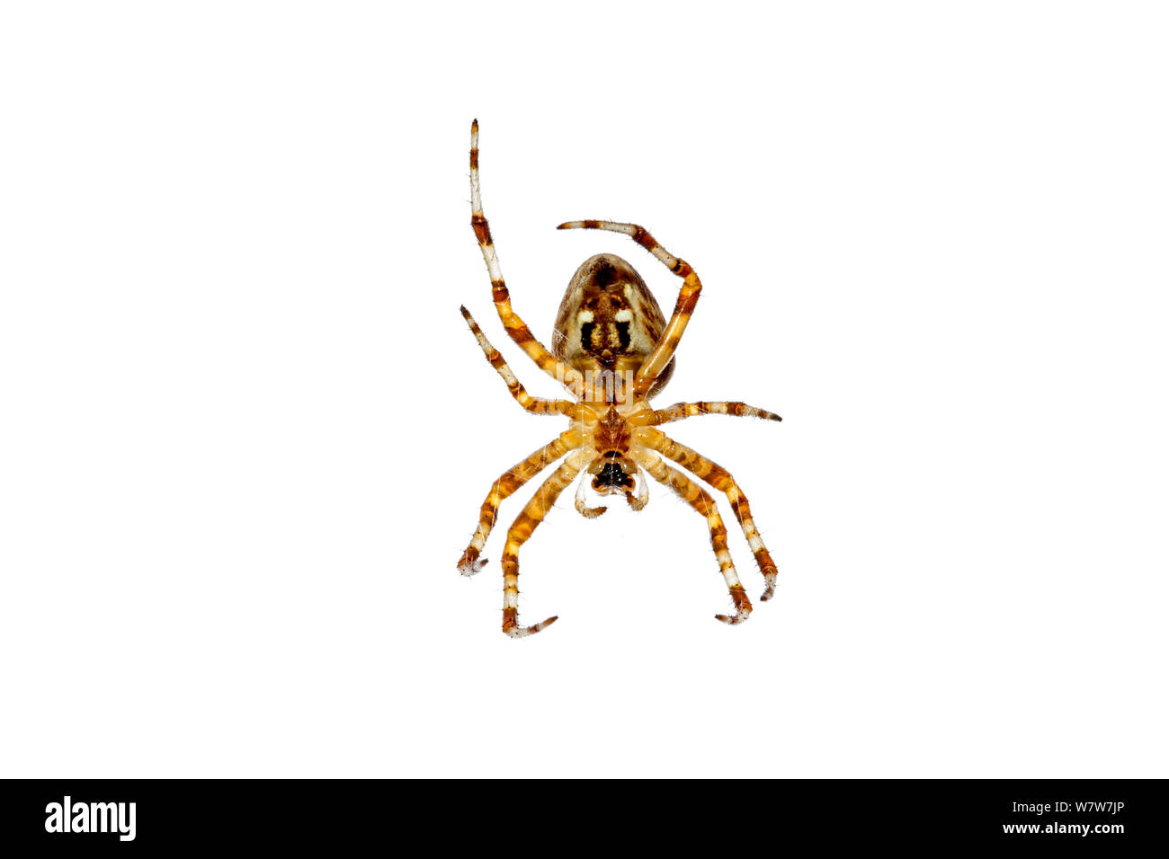 Spider (Argiope sp) Crete, Greece, October. Crete, Greece. Meetyourneighbours.net project. Stock Photo